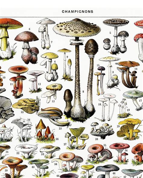 Large Format Mushroom Chart Poster Print for Large Kitchen | Etsy