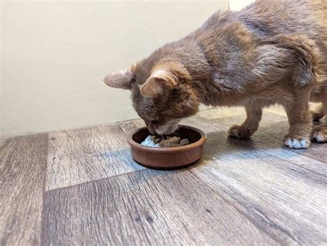 10 Best Cat Foods In The UK Cats