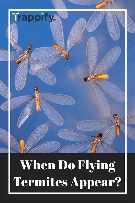 How To Get Rid Of Flying Termites Complete Guide Trappify In