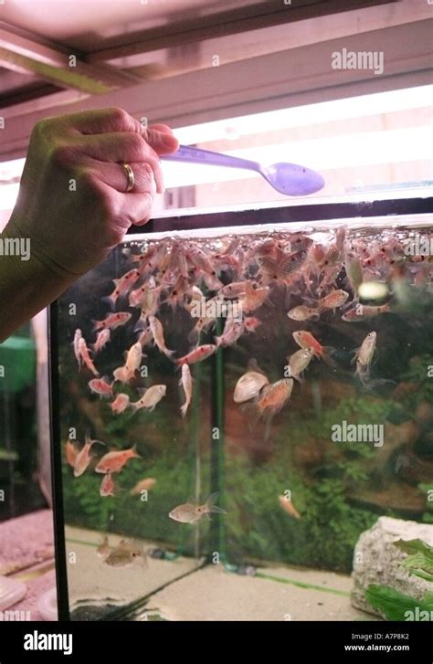 Feeding Of Aquarium Fishes Stock Photo Alamy