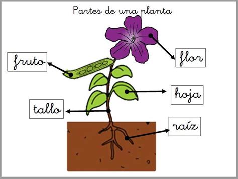 Print Map Quiz PARTES DE LA PLANTA biología las plantas y sus partes