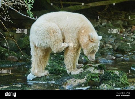 Kermode or "Spirit" bear (Ursus americanus kermodei), White form of ...