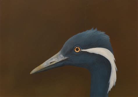 Demoiselle Crane Acrylic Painting By Norman Holmberg Artfinder