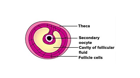 Ovary Slide Labeled Graafian Follicle