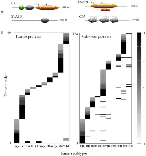 Protein Domains Enriched In Kinase And Substrate Subtypes Example Of