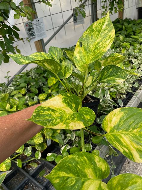 variegated heart-leaf philodendron - Vinland Valley Nursery