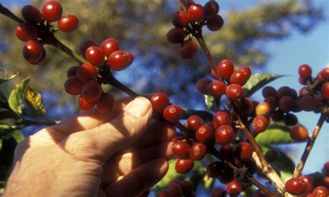 Tanzanian Coffee Exploring Its Unique Flavours And History