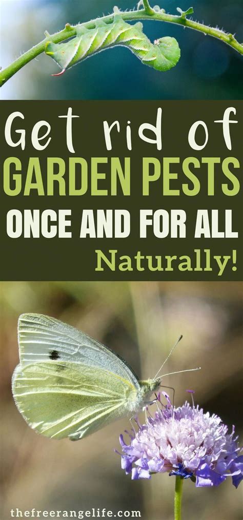 Learn How To Control Garden Pests Naturally With These Diy Organic Garden Pest Control Methods