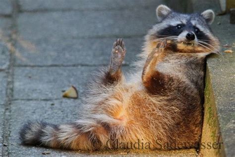 Waschbär Lustige waschbären Süße ratten Süße tiere