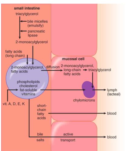 Biochemistry 11 Lipid And Amino Acid Metabolism Flashcards Quizlet