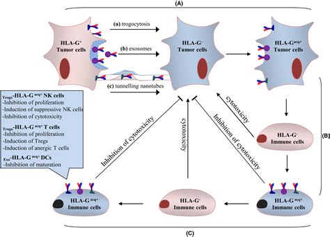 Intercellular Transfer Of HLAG Its Potential In Cancer Immunology