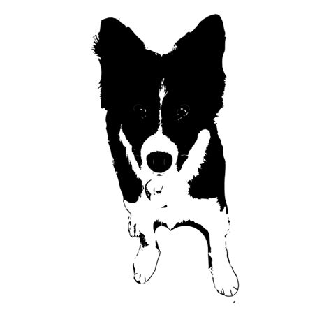 Border Collie Outline Svg