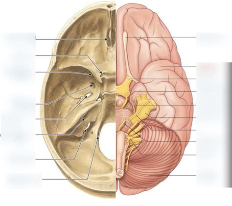 Cranial Nerves and Foramina Diagram | Quizlet