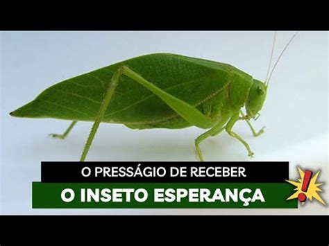 O Presságio de receber a visita de um Inseto Esperança YouTube