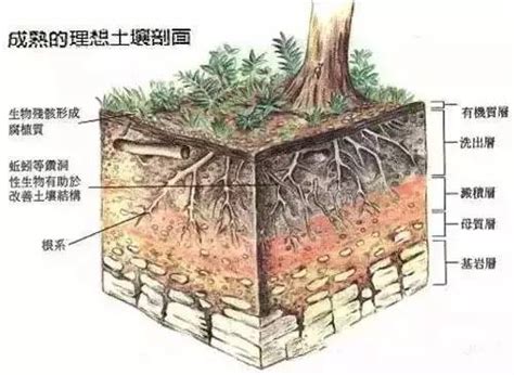 酸性土壤对农业生产造成哪些不利因素