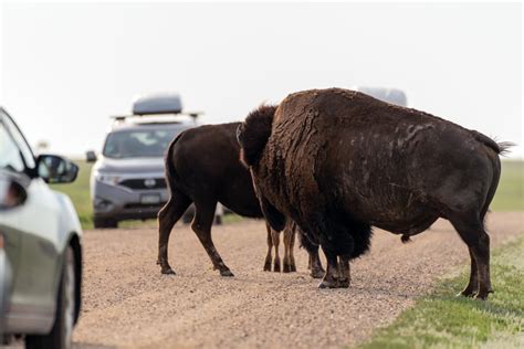 Top Things To Do In Badlands National Park Laptrinhx News