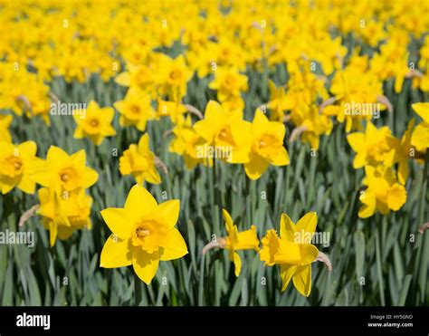 Field Of Bright Yellow Daffodils In The Sun Stock Photo Alamy