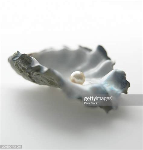 117 Pearl Inside Oyster Shell Stock Photos High Res Pictures And