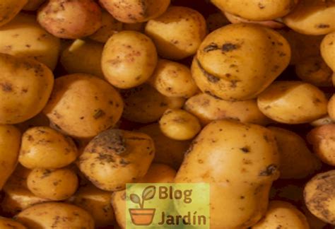 C Mo Puedo Cultivar Patatas Doradas En Casa De Forma Exitosa