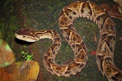 Tipos De Serpientes Clasificaci N Nombres Y Fotograf As Especies