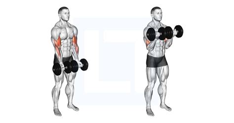 Dumbbell Close Grip Curl Guide Benefits And Form