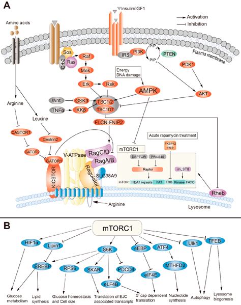 The Regulatory Mechanism And Function Of The Mammalian Target Of