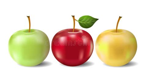 Three apples stock vector. Illustration of food, fruit - 12777184