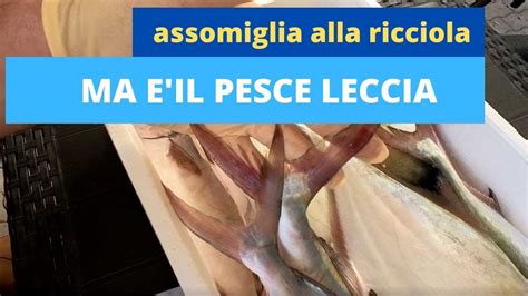 Assomiglia alla ricciola ma è il pesce leccia YouTube