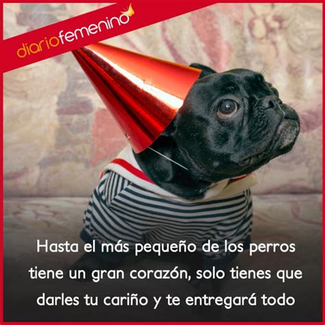 Frases Para Amar A Los Perros Dale Tu Cariño