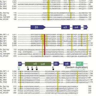 Location of the NF1 gene mutations detected in 22 unrelated Korean NF1 ...