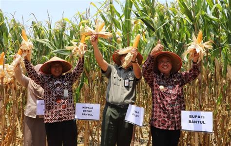 Minim Bahan Baku Kaltim Sulit Bangun Pabrik Pakan Ternak