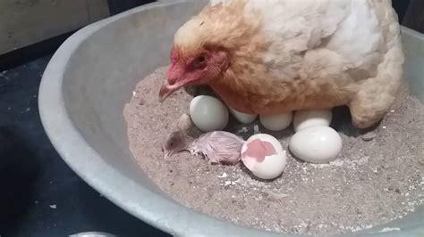 Hen Birth Youtube