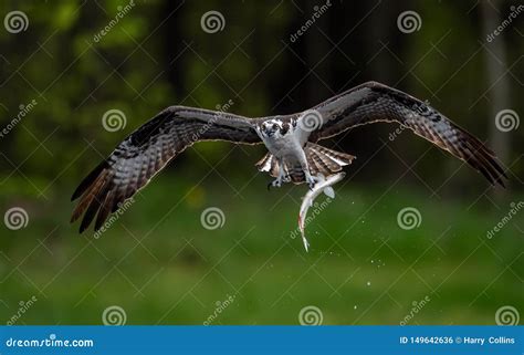 Closeup Of An Osprey With A Fish Stock Photo Image Of Florida Osprey