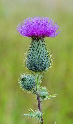 62 THISTLE FLOWERS ideas | thistle, thistle flower, flowers