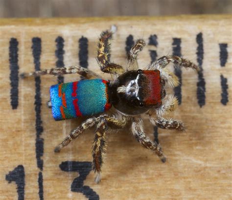 Size — Peacock Spider