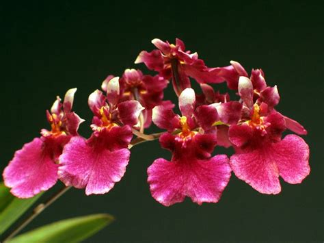 Tolumnia Onc Popoki Mitzi Oncidium Orchids Orchid Flower