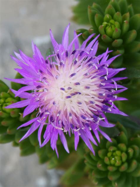 Free Images : blossom, flower, petal, produce, botany, flora