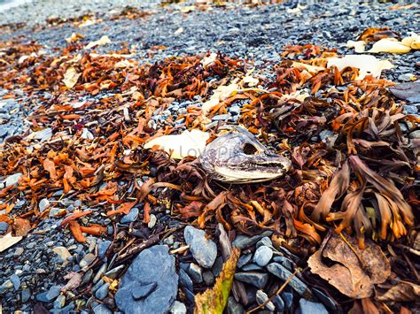 Dead Fish And Shrimp Stranded On The Seashore Picture And HD Photos ...