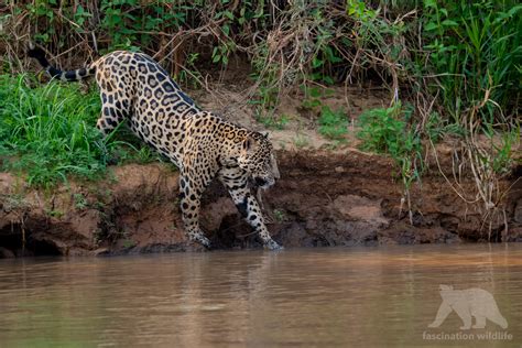 Wild Pantanal - Fascination Wildlife