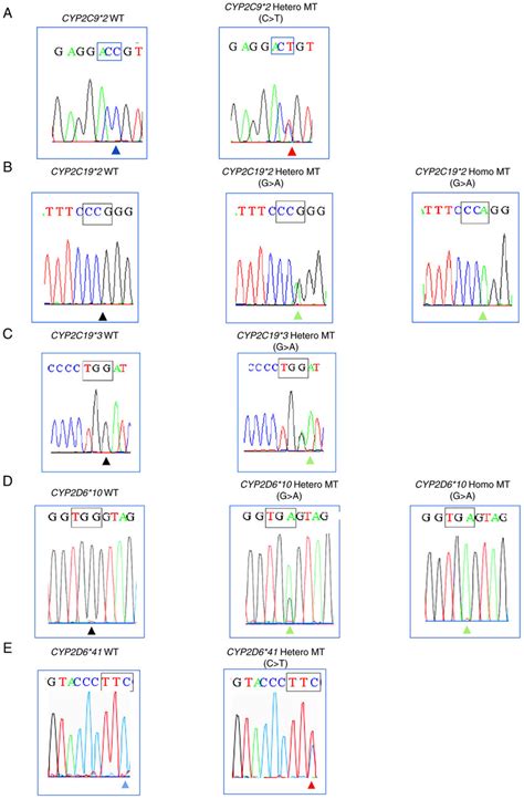 Sanger Sequence Profiles With Chromatogram On Five Variants A