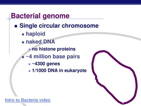 Chapter 18 Bacterial Genetics Ppt Download