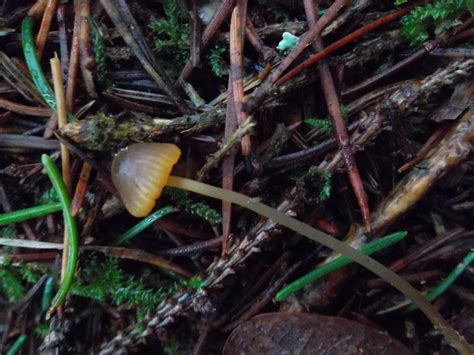 Mycena Aurantiomarginata Orangeschneidiger Helmling Ii Flickr