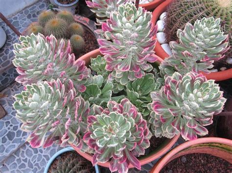 Pin By Rildus On Kaktuszok Succulents Plants Cactus