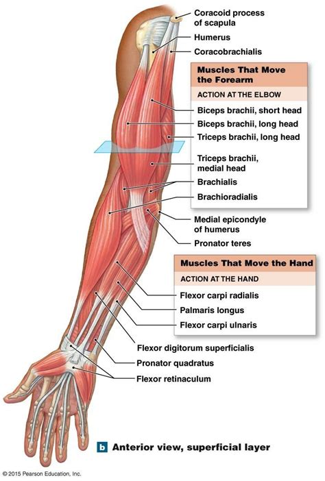 Anatomy Of Human Forearm Muscles Superficial Anterior View Images And Photos Finder