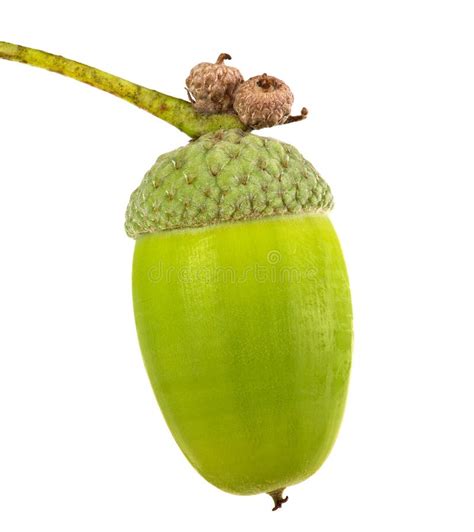 Single Green Acorn Isolated On White Stock Photo Image Of Macro