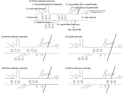 Schematic Representation Of Blood Gases And Metabolite Concentrations