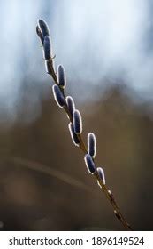 Male Catkins Pussy Willow Salix Caprea Stock Photo Shutterstock