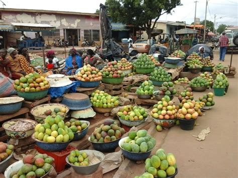 C Te Divoire Quand Tonnes De Mangue Pourrissent Chaque Ann E