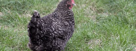 Do Maran Chickens Go Broody? - Farmpertise