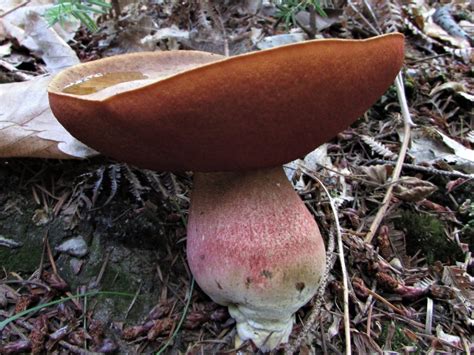 Scarletina Bolete